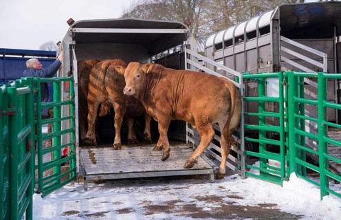 Domestic Cattle