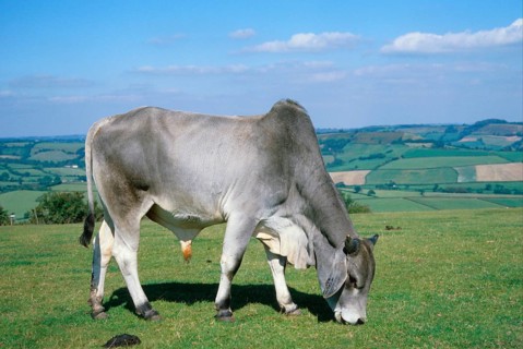Domestic cattle