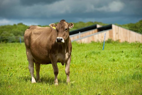 Domestic cattle