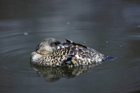 White-backed Duck