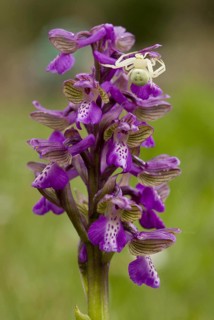 Green-winged green-winged orchid