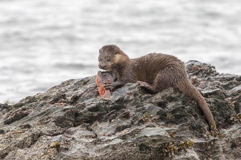 Otter eating lumpsucker fish on a rock at low tide