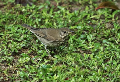 Grey-cheeked thrush