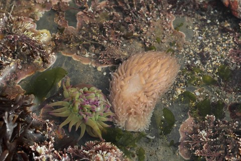 Common Grey Seaslug