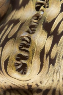Fluted fluted giant clams