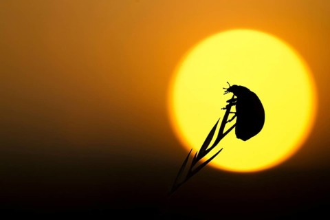 Coccinella 7-punctata