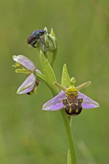 Bee orchid