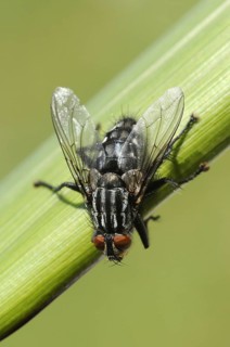 Grey flesh fly