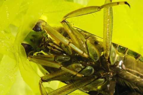 Water boatman