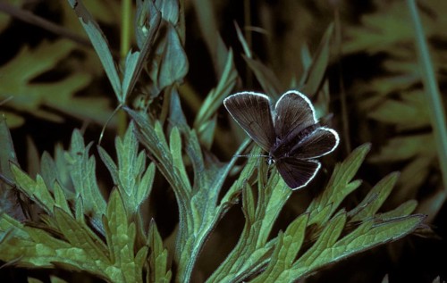 (Plebejus eumedon), Lycaena eumedon, Stork's-bill blue Black-brown blue, Stork's-bill blue,