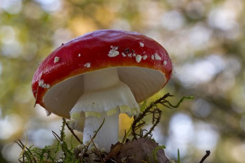Fly agaric