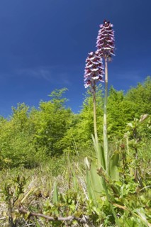 Lady Orchid