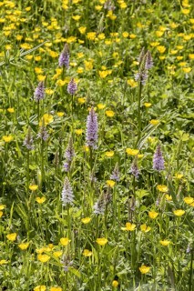 Orchis fuchsii