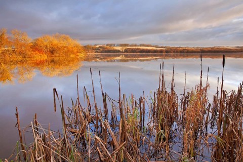 Bulrush