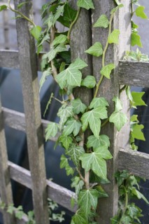 Ivy leaves