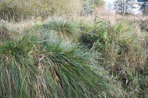 Greater Tussock Sedge with fibrous rhizomes
