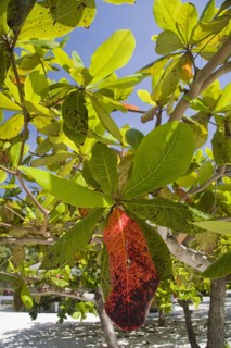 Leaves of the Indian bengal almond