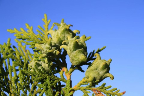 Biota