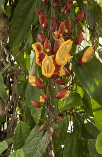 Flowering Indian clock vine