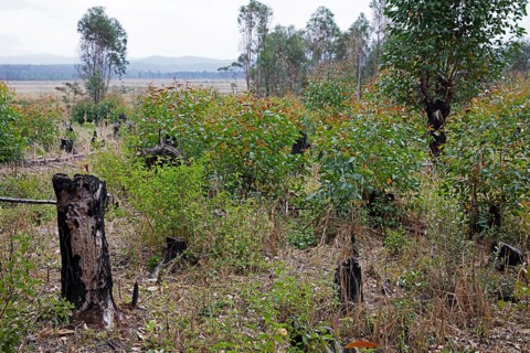 Burnt-out tree stumps