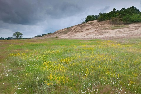 Inland dunes near Klein Schmoelen on the Elbe