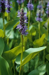 Heart-shaped pickerelweed