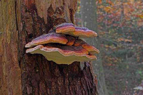 Red Banded Polypore