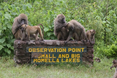Olive Baboon Family