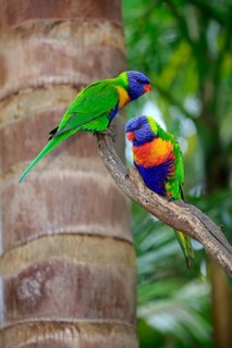 Coconut lorikeet
