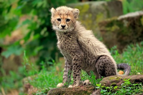 Sudan Cheetah