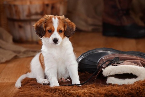 Kooikerhondje