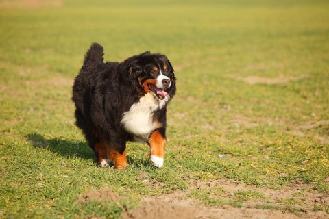 Bernese Mountain Dog