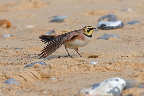Shore Lark