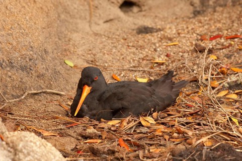 Variable oystercatcher