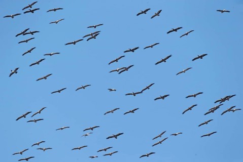 Spot-billed Pelican