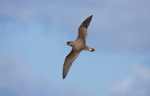 Puffinus diomedea