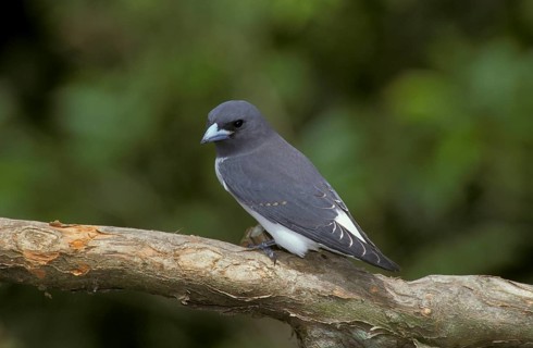 White-breasted woodswallow