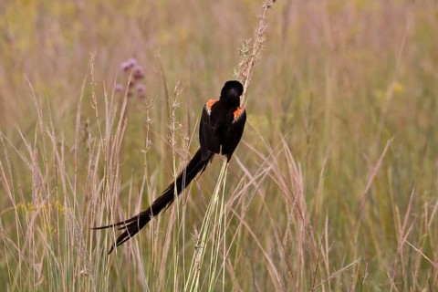 Cock-tailed wida
