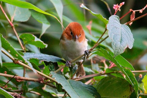 Rufous-headed Parrotbill