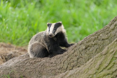 Eurasian Badger