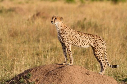 Acinonyx jubatus fearsoni