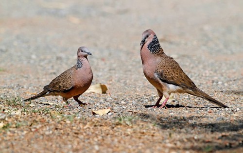 Spotted Dove