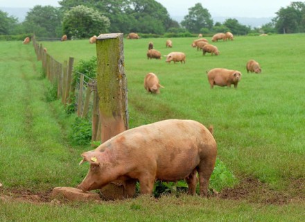 Domestic Pig