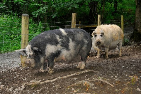 Domestic Pig
