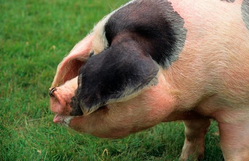 Domestic pig