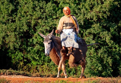 Donkey