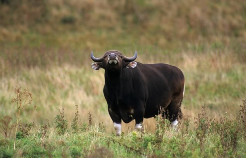 Tembadau