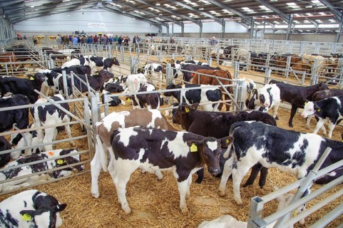 Domestic Cattle