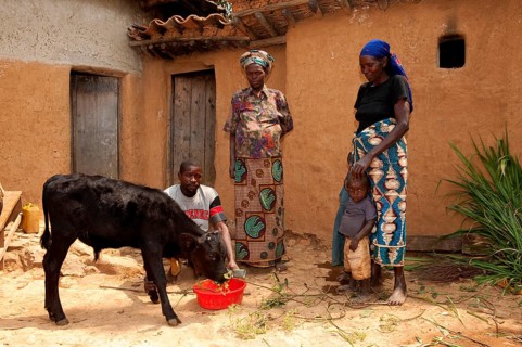Family with young bull calf