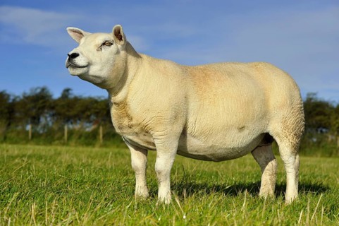 Domestic Sheep